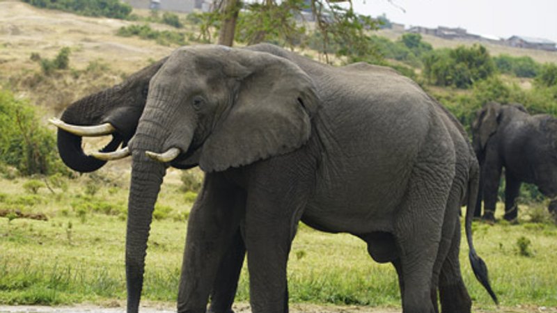 6 Days Trekking and Wildlife Safari Tours in Uganda