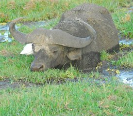 5 jours en stage de safari à Ngutuni, Tsavo Est, Amboseli et les collines de Taita, au Kenya - Photo 5