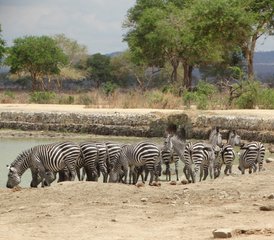 2 jours en stage de safari dans le parc national de Mikumi, Tanzanie depuis Dar es Salaam - Photo 3