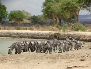 2 Days Mikumi National Park Safari in Tanzania