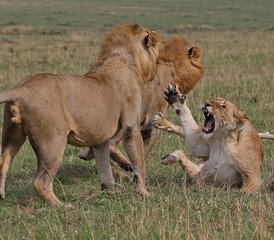 7 Tage Big Five Luxus-Lodge-Safari in Tansania - Photo 5