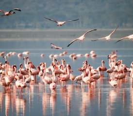 4-Daagse Masaï Mara En Lake Nakuru Groepssafari In Kenia - Photo 4