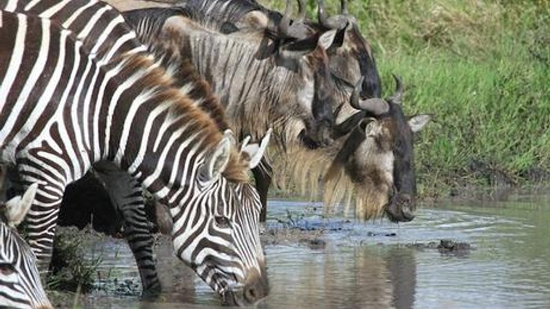 5 Day 4 Night Tanzania Photographic Safari