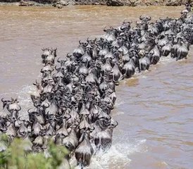 5-Daagse Zanzibar naar Serengeti Privé Safari Migratie en Ngorongoro Wonderen in Tanzania - Photo 2