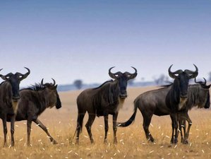 10 Day Great Migration Safari Tour in Tanzania