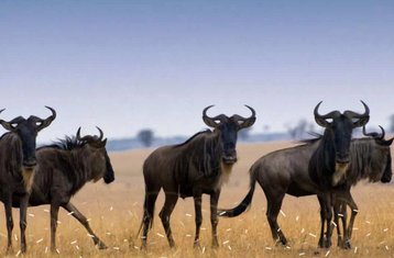 10-Daagse Grote Migratie Safari Tour in Tanzania