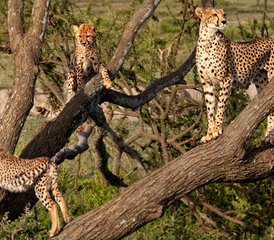 4 jours safari économique en Tanzanie au Serengeti, Tarangire et cratère du Ngorongoro, Tanzanie - Photo 4