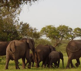 3-Daagse Budgetvriendelijke Safari in Nyerere National Park, Tanzania - Photo 3