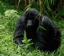 3 Day Gorilla Trekking Safari in Bwindi and Lake Bunyonyi Cruise in Uganda - Photo 3