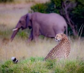 10 Tage Kenia-Rundreise mit Straßen- und Flugsafari sowie Strandaufenthalt - Photo 2