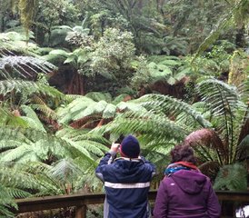 3 Tage Adelaide nach Melbourne Wildtier-Tour entlang der Great Ocean Road in Australien - Photo 2