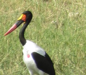 5 jours safari au parc national de Mikumi et dans les monts Udzungwa, Tanzanie - Photo 2