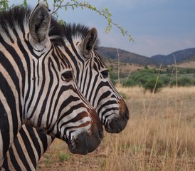 5 Tage Safari im Kruger-Nationalpark ab dem Kruger Mpumalanga Flughafen, Südafrika - Photo 4