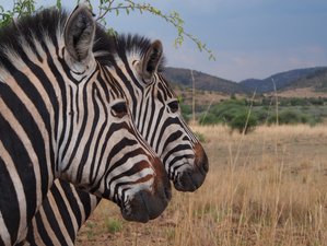 5 días de safari por el Parque Nacional Kruger y la ruta Panorámica en Sudáfrica y Esuatini