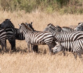 36 Day The Great Serengeti Migration Safari in Tanzania - Photo 1