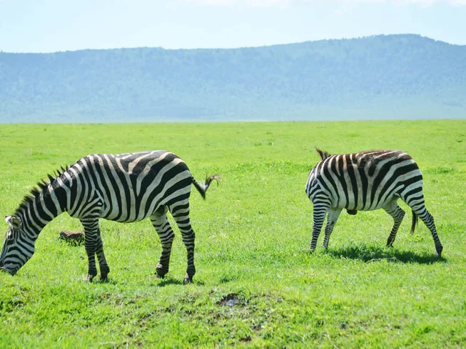 8 Days Best of Tanzania Budget Camping Safari