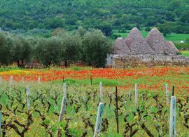 Martina Franca Retreats und Reisen