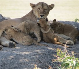 7 Tage Tansania Lodge-Safari - Trek zum Entdecken; Safari zum Erleben in Tansania - Photo 4