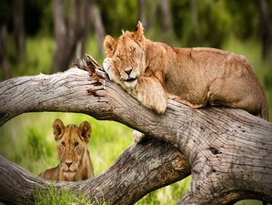 3 Day Maasai Mara Safari in Kenya