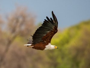 1 Tage Nicht-Residenzieller Safari im Okavango-Delta, Botsuana