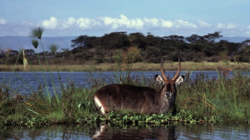 10 Days Great East Africa Safari in Kenya and Tanzania