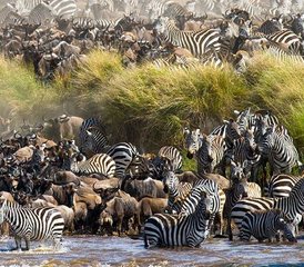 5 días de safari privado de lujo en Kenia por Masái Mara y el lago Nakuru - Photo 3