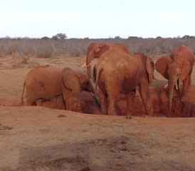 4 días del mejor safari en Tsavo Este, Amboseli y Tsavo Oeste, Kenia - Photo 5