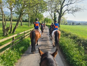 5-Daagse Luxe Paardrijvakantie met Culturele en Culinaire Ervaringen in Wicklow, Ierland