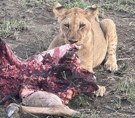 32 jours en stage de safari dans le parc national de Mikumi, Tanzanie depuis Dar es Salaam - Photo 1