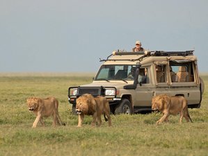 4 Day Budget Camping Group Safari in Tanzania