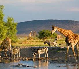 53 Tage Beste Natur-Safari im weltberühmten Kruger-Nationalpark ab Kapstadt, Südafrika - Photo 1