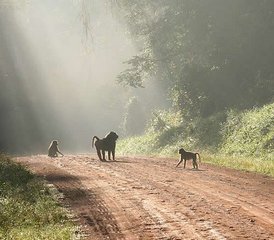 20-Daagse Ontdek Uganda Safari met Gorilla’s, Chimpansees en Wildlife Safari - Photo 3