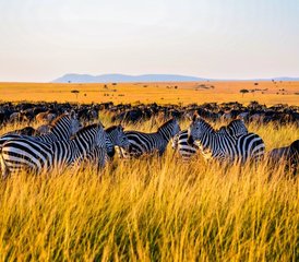 08 jours safari confort inoubliable au Kenya et en Tanzanie - Photo 1