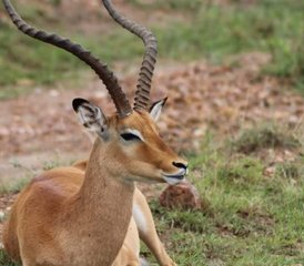 3 Day Budget Great Migration Safari Holiday in Maasai Mara National Reserve, Kenya - Photo 2