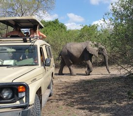 3-Daagse Privé Budgetvriendelijk Safari in Nyerere NP met Boot- en Wandelsafari, Tanzania - Photo 2