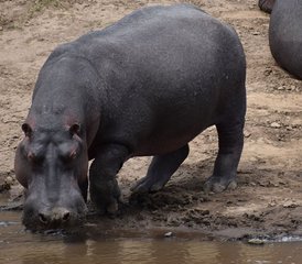 7 Tage Aufregende Wildtier-Road-Safari in Kenia  - Photo 3
