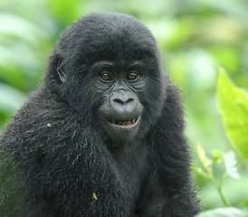 3 días de safari de trekking con gorilas en el Parque Nacional de Bwindi, Uganda - Photo 5