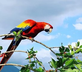 21 jours en stage de connexion à la forêt tropicale à El Castillo, Arenal, Costa Rica - Photo 4