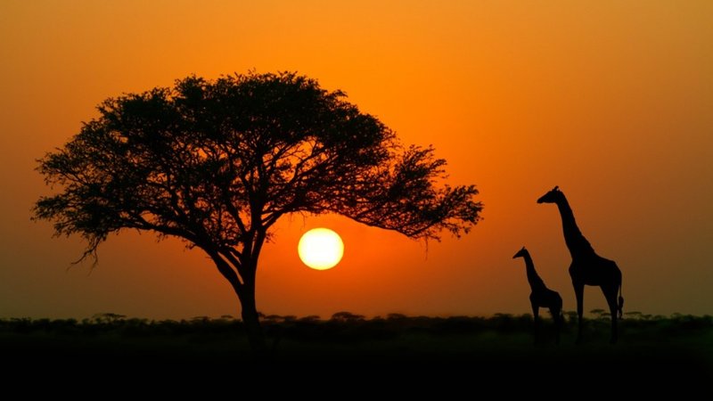 7 Day Explore the Heart of Tanzania: Safari in Serengeti, Tarangire, and Ngorongoro Crater