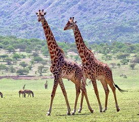 3 jours safari camping privé tout compris sur le circuit nord de la Tanzanie, Tanzanie - Photo 2