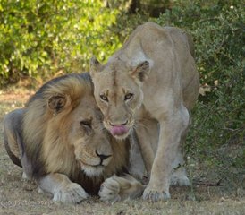 5-Tage Klassische Big-Five-Safari im Balule Nature Reserve und Kruger Nationalpark, Südafrika - Photo 3