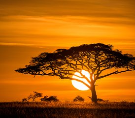5 días de safari privado en Tanzania: Tarangire, Serengeti, cráter de Ngorongoro y lago Magadi - Photo 5