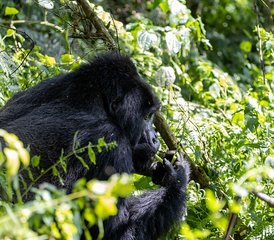 10-Daagse Gorilla- en Chimpansee Safari Trekking Tour met Bootcruises in Oeganda - Photo 2