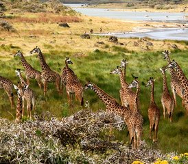 19 días de safari privado: el viaje de la migración de los ñus por los mejores parques de Tanzania - Photo 1