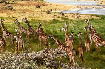 9 Tage Private Safari: Die Reise der Gnu-Wanderung in den Besten Parks Tansanias