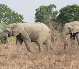 110-Daagse Geschiedenis-, Erfgoed- en Wildlife-safari in Noord-, Midden- en Zuid-Ghana - Photo 1