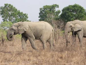 10-Daagse Natuur en Cultuur Safari in Centraal, Noord en Zuid-Ghana 
