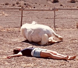 58 Tage Yoga Woche "Erden mit Pferden" auf Fuerteventura, Spanien - Photo 1