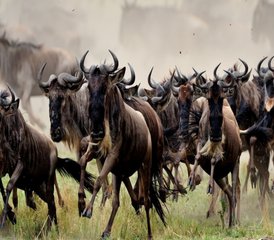 7-Daagse Keniaanse Safarivakantie in Masai Mara, Lake Nakuru, Aberdare en Ol Pejeta Conservancy - Photo 5