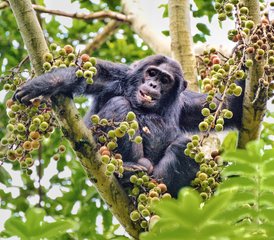 36 Tage Schimpansen- und Goldmeerkatzen-Safari-Tour in Ruanda - Photo 1